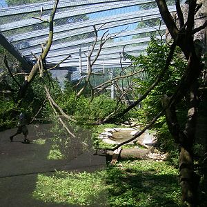 Lion Tailed Macaque Exhibit
