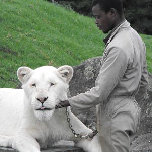 White lioness