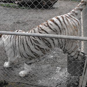 Tiger's love to swim