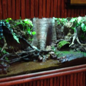 Malayan Horned Frog display, Fragile Forest Discovery Centre, Singapore Zoo