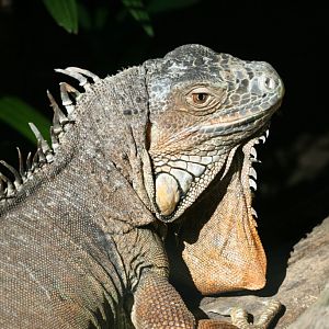 Green Iguana