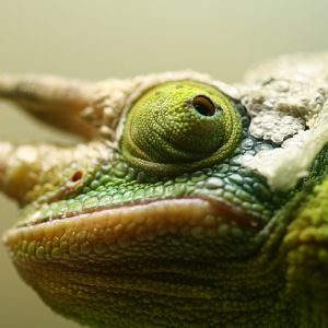 Jackson's Chameleon