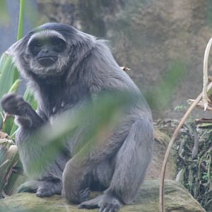 Silvery Gibbon