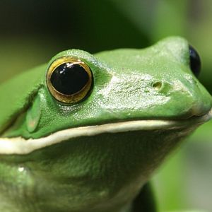 White-lipped Tree Frog