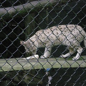 Indian Desert Cat eating a fish tail