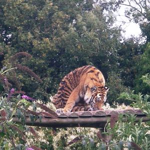 Siberian Tiger having a wash