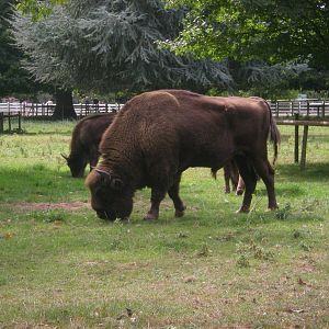 European Bison