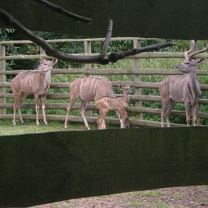 Greater Kudu with young
