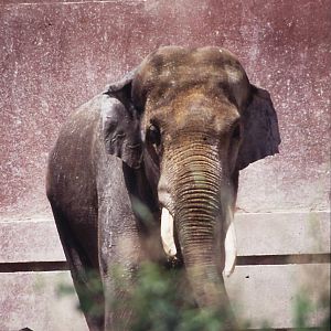 Male Asiatic elephant 1