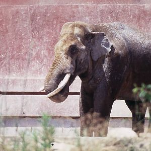 Male Asiatic elephant 2