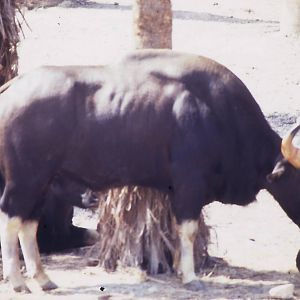 male gaur
