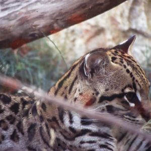 Ocelot