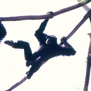 Siamangs climbing