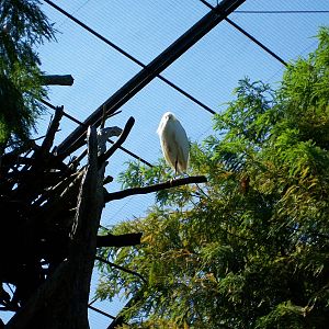 Large Aviary Oct 03, 2008