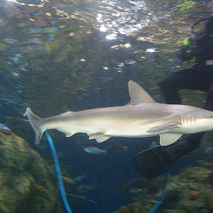 Hammerhead Shark and Diver