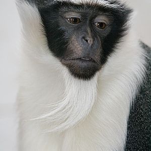 Roloway Guenon (Cercopithecus roloway)