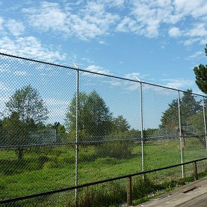 Amur Tiger Enclosure