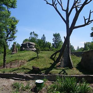 Gorilla & Drill Exhibit