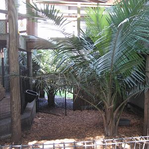 Cassowary indoor area