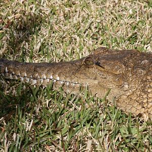 Freshwater Crocodile