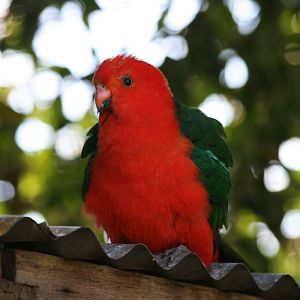 King Parrot - male