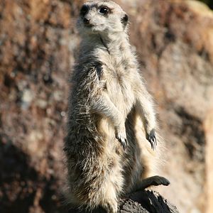 Meerkat