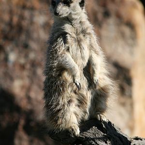 Meerkat