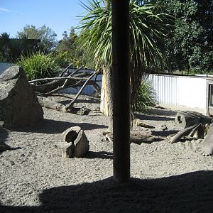 Meerkat exhibit
