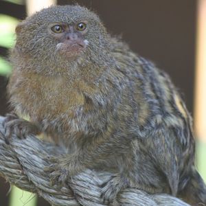 Pygmy Marmoset