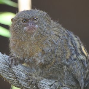 Pygmy Marmoset