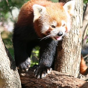 Red Panda