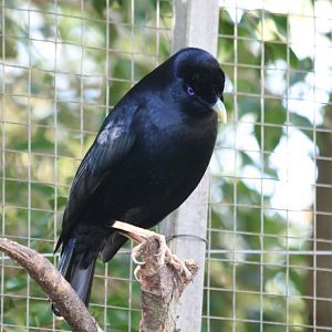 Satin Bowerbird - male