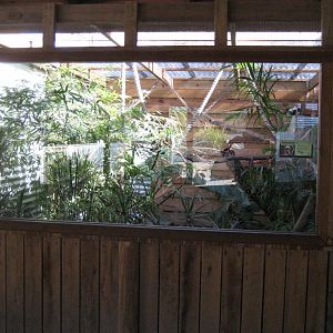 Tamarin enclosure
