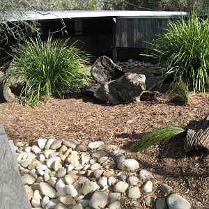 Tasmanian Devil enclosure