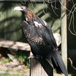 Wedgetail Eagle