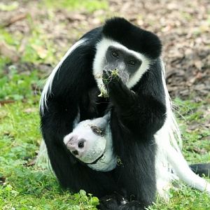 Eastern Black-and-white Colobus