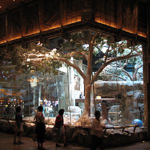 MGM Grand Lion Habitat