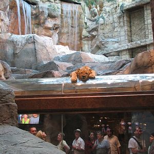MGM Grand Lion Habitat