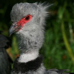 Southern Screamer
