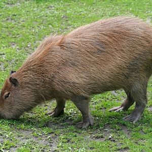 Capybara