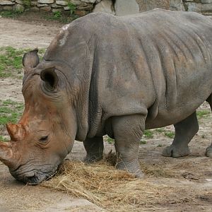 Southern White Rhino at Bratislava ZOO