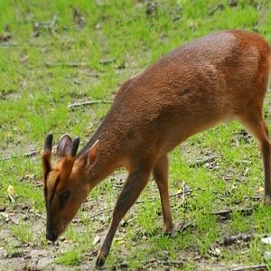Reeve's muntjac