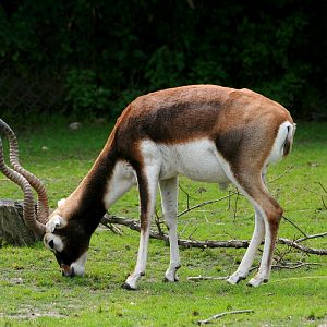 Blackbuck