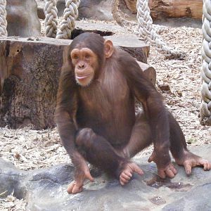 Tumba the chimp in Chimp World exhibit at Colchester Zoo, 28 August 2009