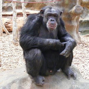 Pippin the chimp in Chimp World exhibit at Colchester Zoo, 28 August 2009