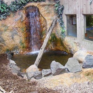 Pygmy hippo in Kingdom of the Wild exhibit at Colchester Zoo, 28 August 200