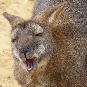 Bennett's wallaby in Wallaby Walkabout exhibit at Colchester Zoo, 28 August