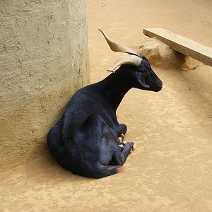 Rove goat in African walk through exhibit at Colchester Zoo, 28 August 2009