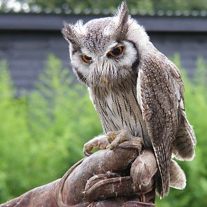 Colonel the white-faced scops owl at Colchester Zoo, 28 August 2009