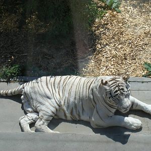 Sasha the white Bengal tiger at Colchester Zoo, 28 August 2009